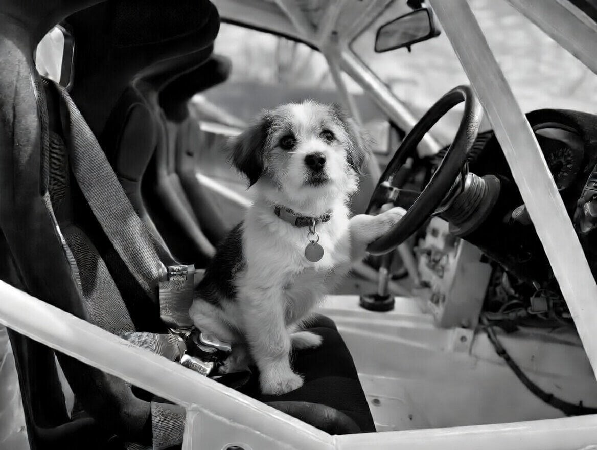 Rosie, the Flightline Jack Russell